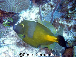 Whitespotted Filefish,Parguera, Puerto Rico.Camera DC310 by Pedro Hernandez 